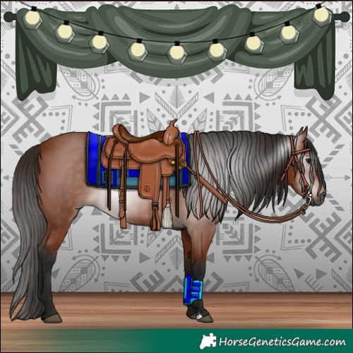 Horse Color:Gray Bay 