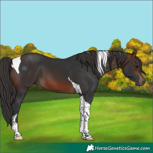 Horse Color:Brown Tobiano