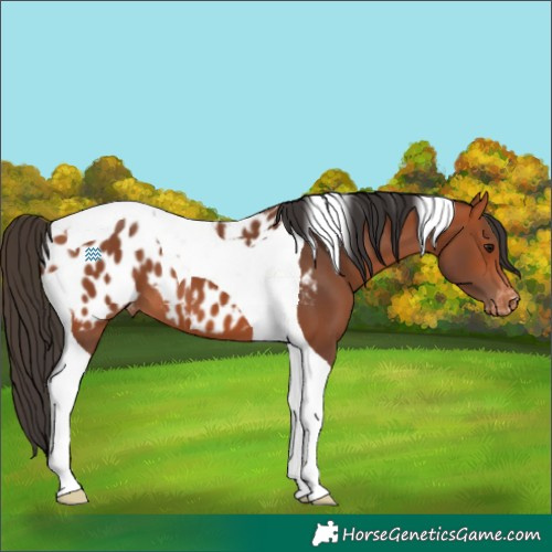 Horse Color:Bay Tobiano Blanket