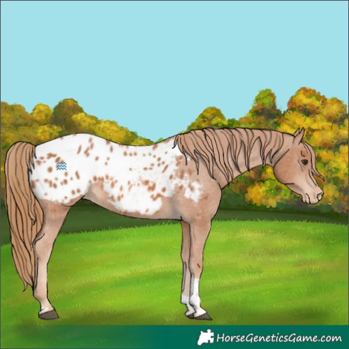 Horse Color:Chestnut Tobiano Appaloosa