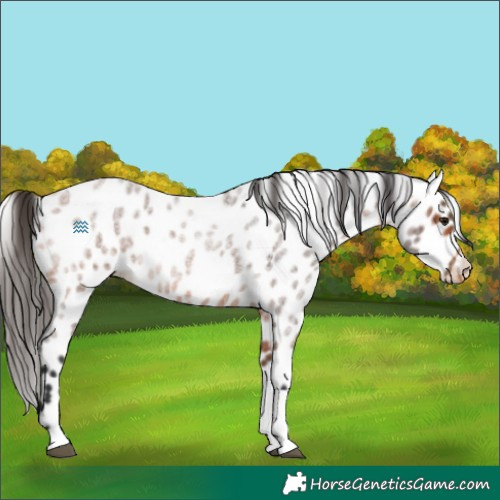 Horse Color:Bay Roan Tobiano Appaloosa 