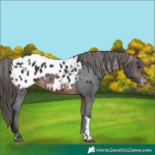Horse Color:Brown Tobiano Appaloosa