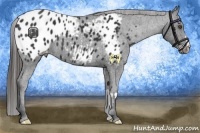 Horse Color:Black Frame Appaloosa