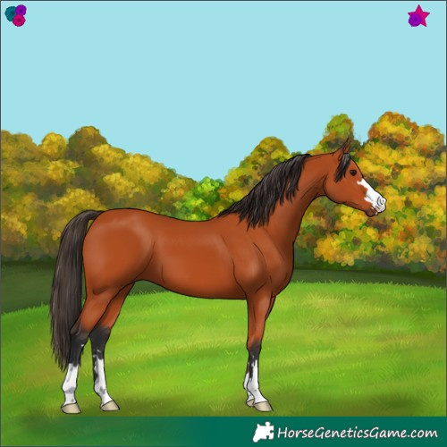 Horse Color:Bay 