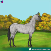 Horse Color:Grullo Roan 