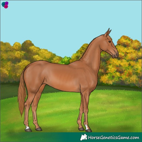 Horse Color:Chestnut 
