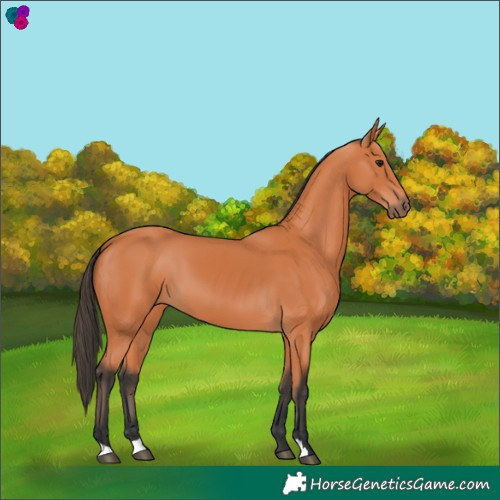 Horse Color:Bay 