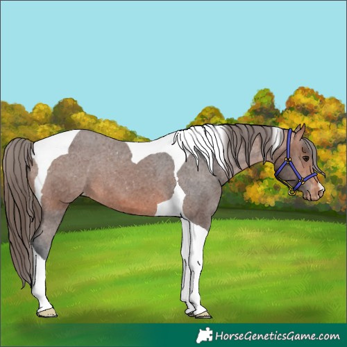 Horse Color:Bay Tobiano Appaloosa 