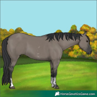 Horse Color:Grullo Sabino Rabicano 