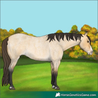 Horse Color:Buckskin Roan Dun Splash 