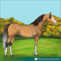 Horse Color:Buckskin Splash 