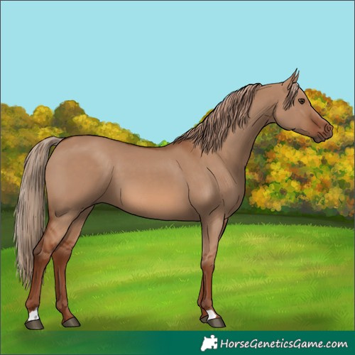Horse Color:Red Dun 