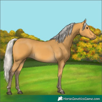 Horse Color:Silver Buckskin 