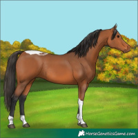 Horse Color:Bay Tobiano Rabicano 