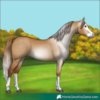 Horse Color:Gray Red Dun Splash 
