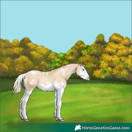 Horse Color:White Spotted Smoky Black Pearl Splash 