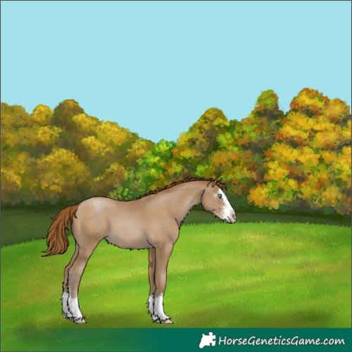 Horse Color:Gray Smoky Black Pearl Sabino Splash