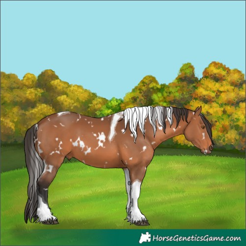 Horse Color:White Spotted Bay Tobiano 