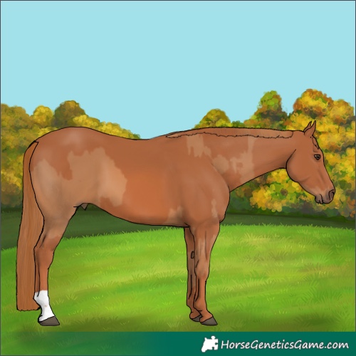 Horse Color:Chestnut  and Chestnut 