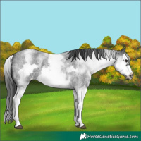 Horse Color:White Spotted Blue Roan Splash Frame Varnish