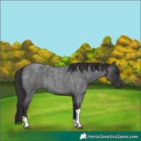 Horse Color:Smoky Blue Roan Tobiano 