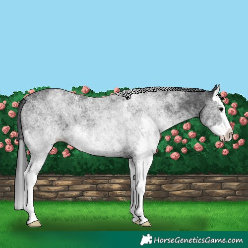 Horse Color:White Spotted Black Splash 