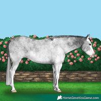 Horse Color:White Spotted Black Splash 