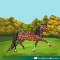 Horse Color:Bay Tobiano Appaloosa