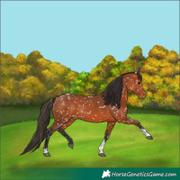 Horse Color:Bay Tobiano Appaloosa 