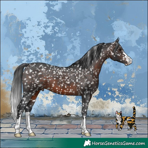 Horse Color:Brown Appaloosa 