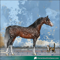 Horse Color:Brown Appaloosa