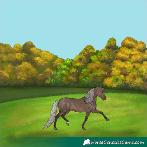 Horse Color:Silver Brown Dun Rabicano 