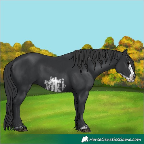 Horse Color:Black  and Black Frame 