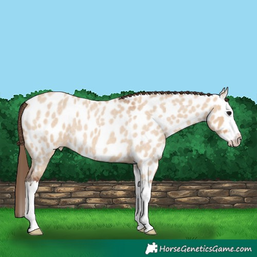 Horse Color:Bay Roan Dun Splash Appaloosa 