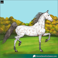 Horse Color:Bay Appaloosa 