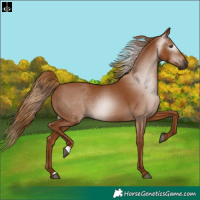 Horse Color:Gray Chestnut 