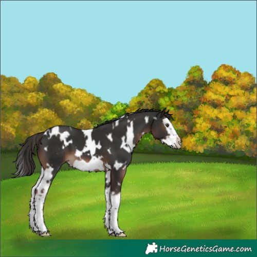 Horse Color:White Spotted Liver Chestnut Splash Frame 