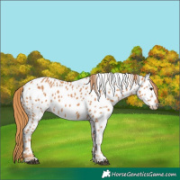 Horse Color:Chestnut Appaloosa 