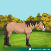 Horse Color:Bay Dun Splash