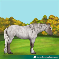 Horse Color:Silver Blue Roan Sabino 