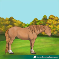 Horse Color:Chestnut  and Chestnut 
