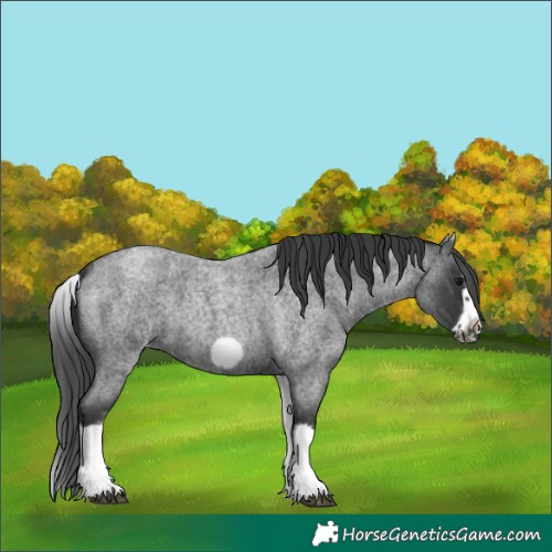 Horse Color:White Spotted Blue Roan Splash Frame Varnish