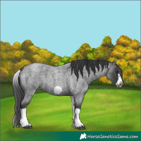 Horse Color:White Spotted Blue Roan Splash Frame Appaloosa 