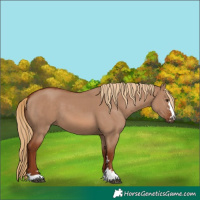Horse Color:Red Dun