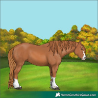 Horse Color:Chestnut 
