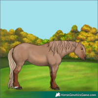 Horse Color:Red Dun 