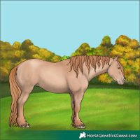 Horse Color:Gold Champagne 