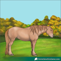 Horse Color:Gold Champagne