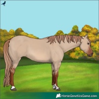 Horse Color:Red Dun