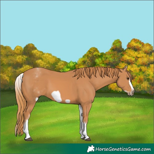 Horse Color:White Spotted Chestnut Frame 